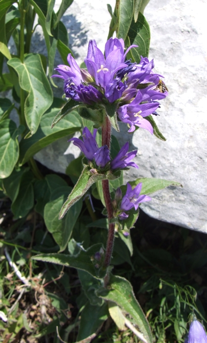 campanula glomerata